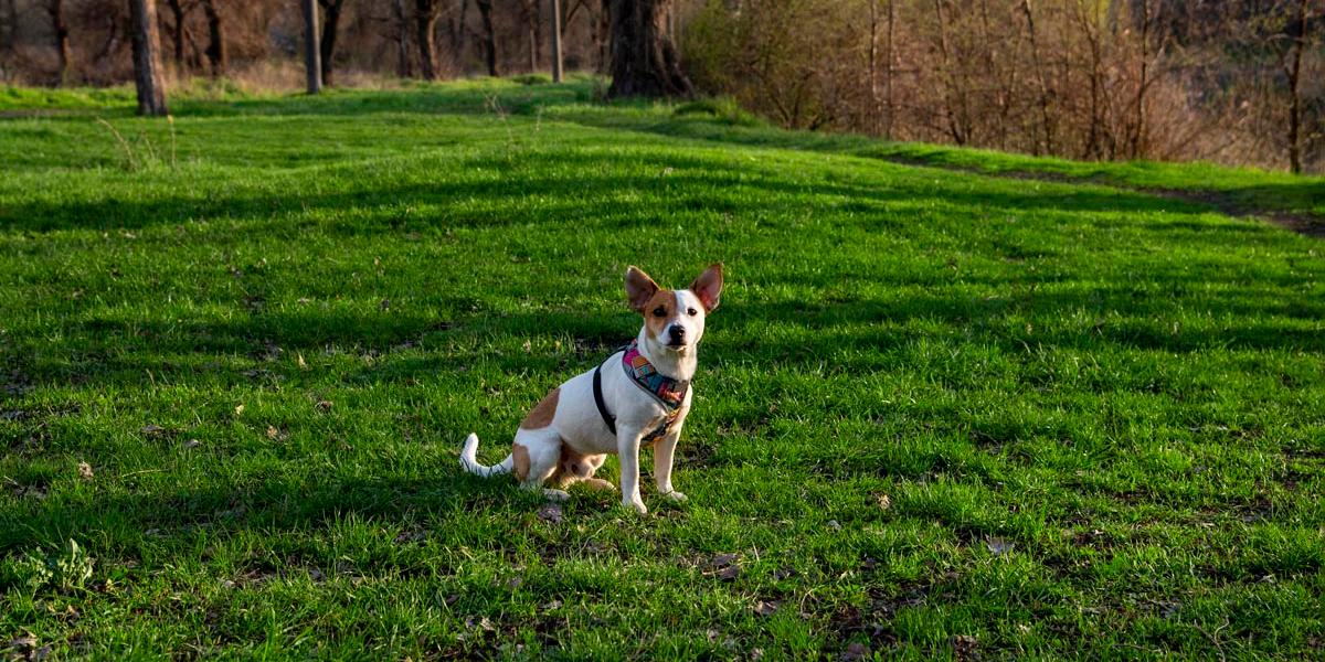 PET FRIENDLY & GREEN AREAS Krystal Grand® Residences & Villas San Miguel San Miguel de Allende PET FRIENDLY & GREEN AREAS Krystal Grand® Residences & Villas San Miguel San Miguel de Allende