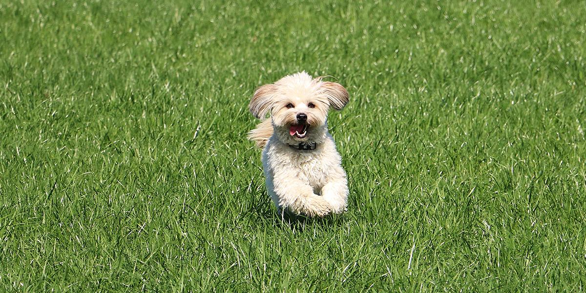 Pet friendly Krystal Grand® Residences & Villas San Miguel San Miguel de Allende Pet friendly Krystal Grand® Residences & Villas San Miguel San Miguel de Allende